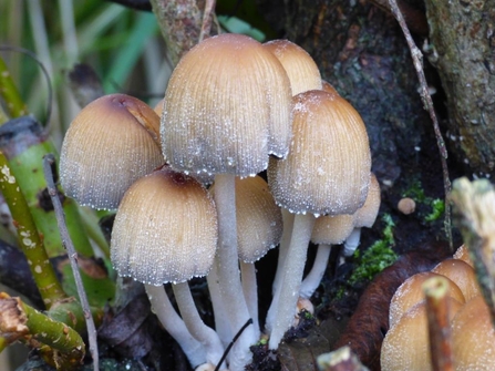 glistening ink cap