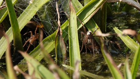 2 Fen Raft Spider carrying egg sacs