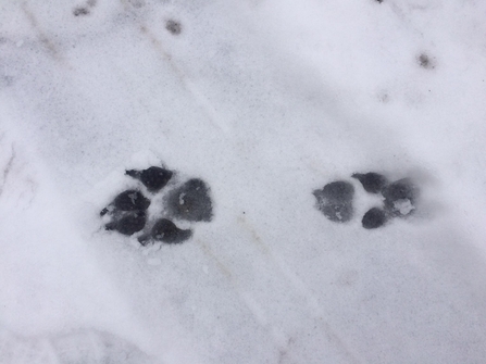 Fox prints in snow 