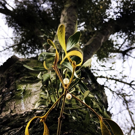 European Mistletoe 