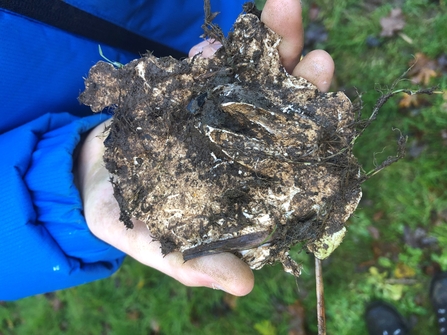 Muntjac footprint plaster caste 