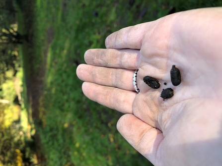 Muntjac deer droppings 