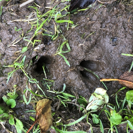 Muntjac footprints 