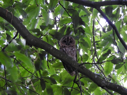Tawny owlet - Christchurch Park - Jake Brendish 
