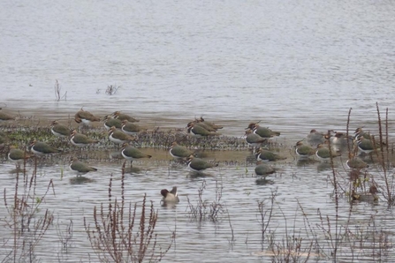 lapwing