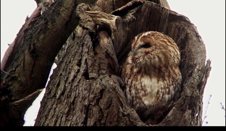 Tawny owl (Matilda) - Christchurch Park 