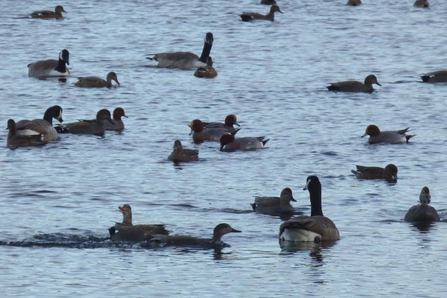 Closer look at the sailing lake - January 2020