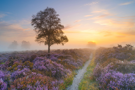 Westleton Heath in the Suffolk Coast & Heaths AONB by Amanda Burgess