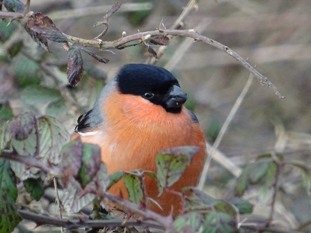 bullfinch at Lackford