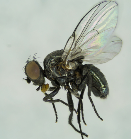 New stem-boring fly Melanagromyza moatesi at Lackford Lakes