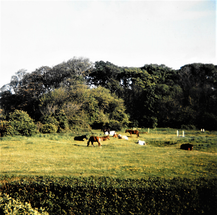 The old golf links in Felixstowe with the Grove at the back - in 1970's