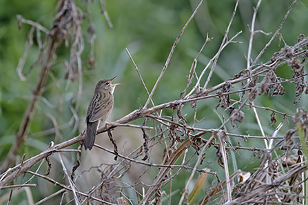 Grasshopper warbler singing in scrub by Chris Gomersall