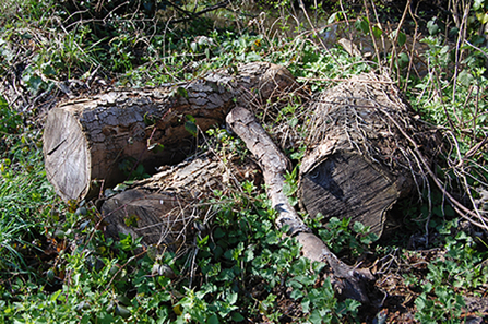 Log pile by Scott Petrek