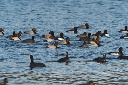 lots of pochard, tufted duck and coots