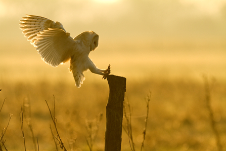 Barn owl by Russell Savory