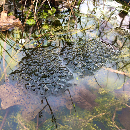 Frogspawn by Sarah Groves