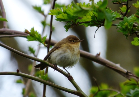 chiffchaff