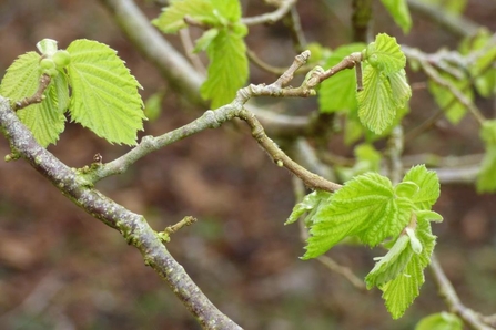 hazel leaves