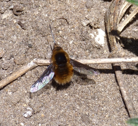 bee-fly