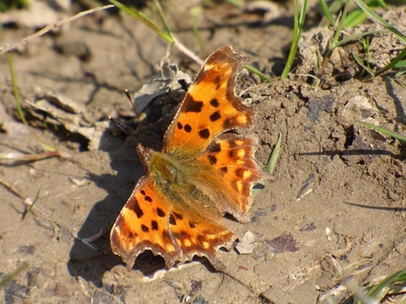 comma