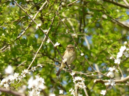 chiffchaff