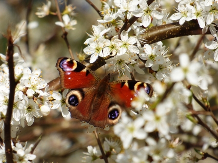peacock butterfly on blackthorn