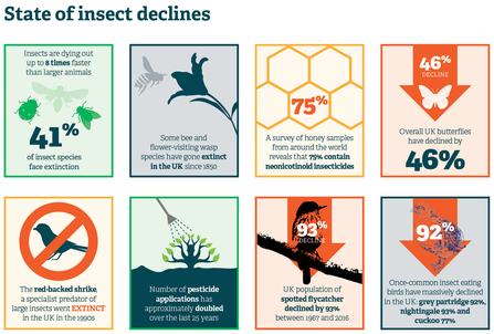 State of insect decline infographic