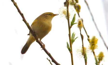 willow warbler