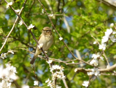 chiffchaff