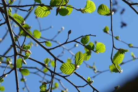 Alder tree leaves beginning to emerge