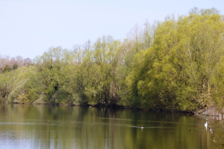 trees turning green