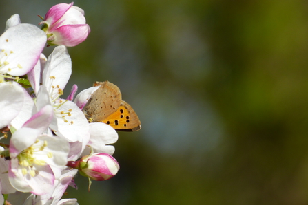 small copper