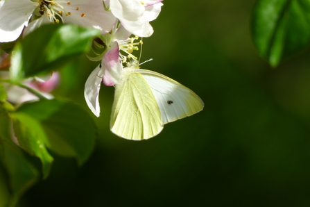 small white