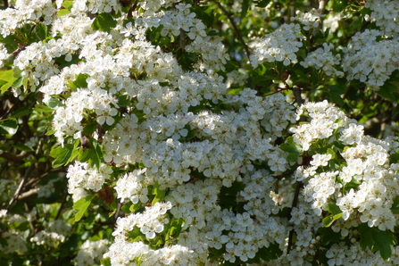 hawthorn in flower