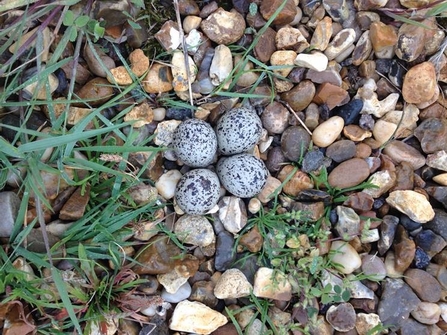 Ringed plover nest at Levington foreshore (photo: Andrew Excell)