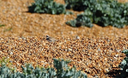 Ringed plover with 3 chicks at Shingle Street beach (photo: Andrew Excell)