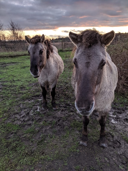 Konik ponies at Hen Reedbeds