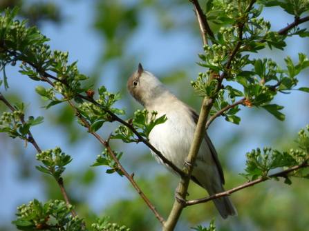 garden warbler 