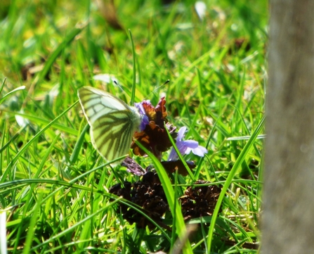 green-veined white