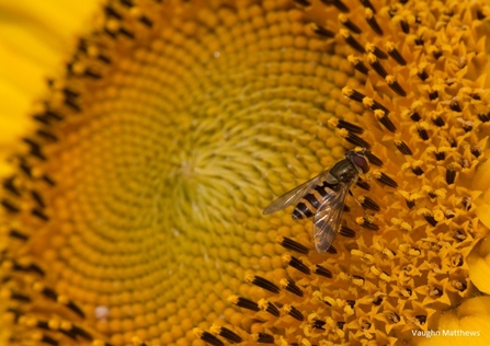 Hoverfly by Vaughn Matthews