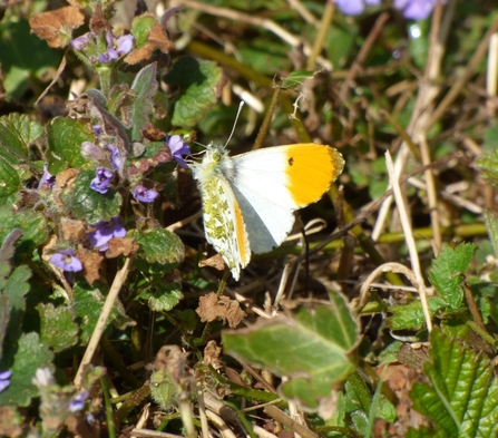 orange-tip