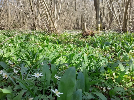 Wood anenomes and wild garlic