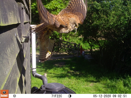 Kestrel feeding- Trimley 