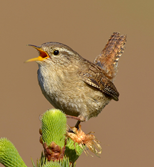 Wren - Andy Rouse