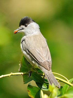 Blackcap - Amy Lewis