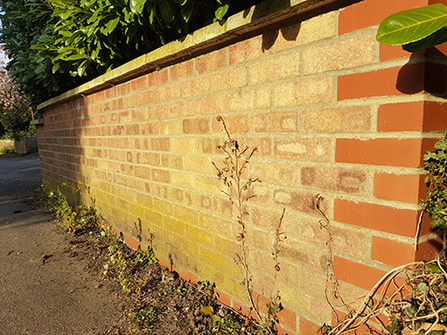 Suffolk Wildlife Trust