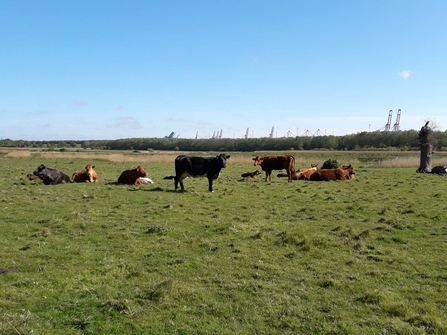 Cattle at Trimley 