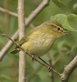 Chiffchaff - David Longshaw