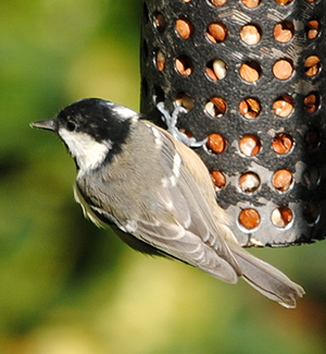 Coal tit - Amy Lewis