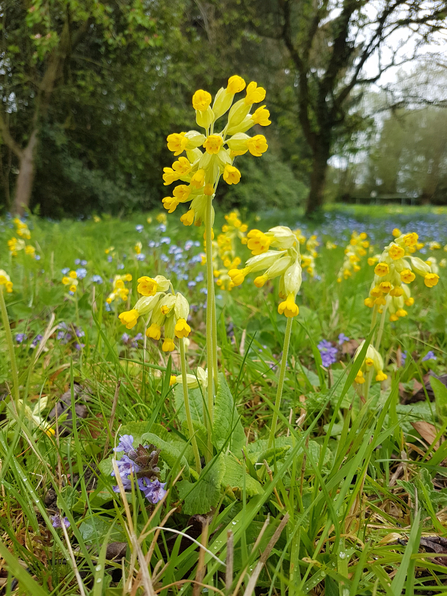 Cowslip - Cathy Smith